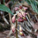 エビネ の高画質写真です。横浜市で、2025年4月16日に撮影したものです。