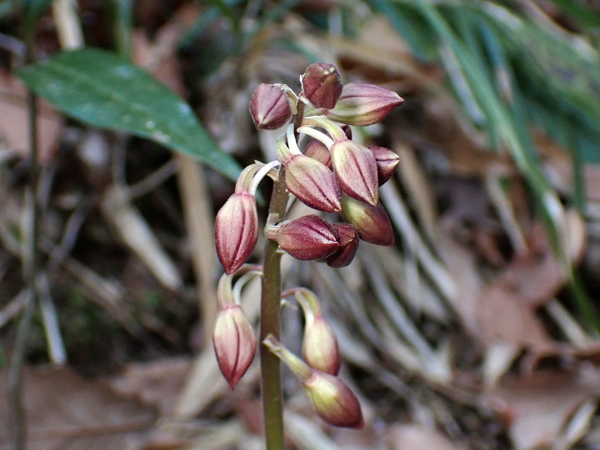 エビネ の高画質写真です。横浜市で、2025年4月16日に撮影したものです。