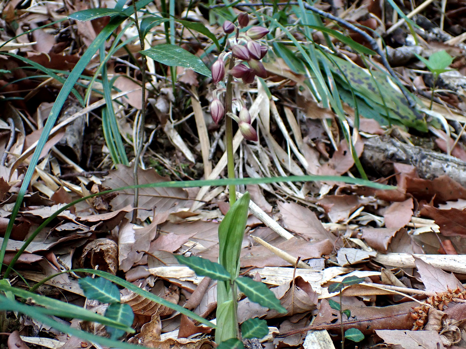 エビネ の高画質写真です。横浜市で、2025年4月16日に撮影したものです。
