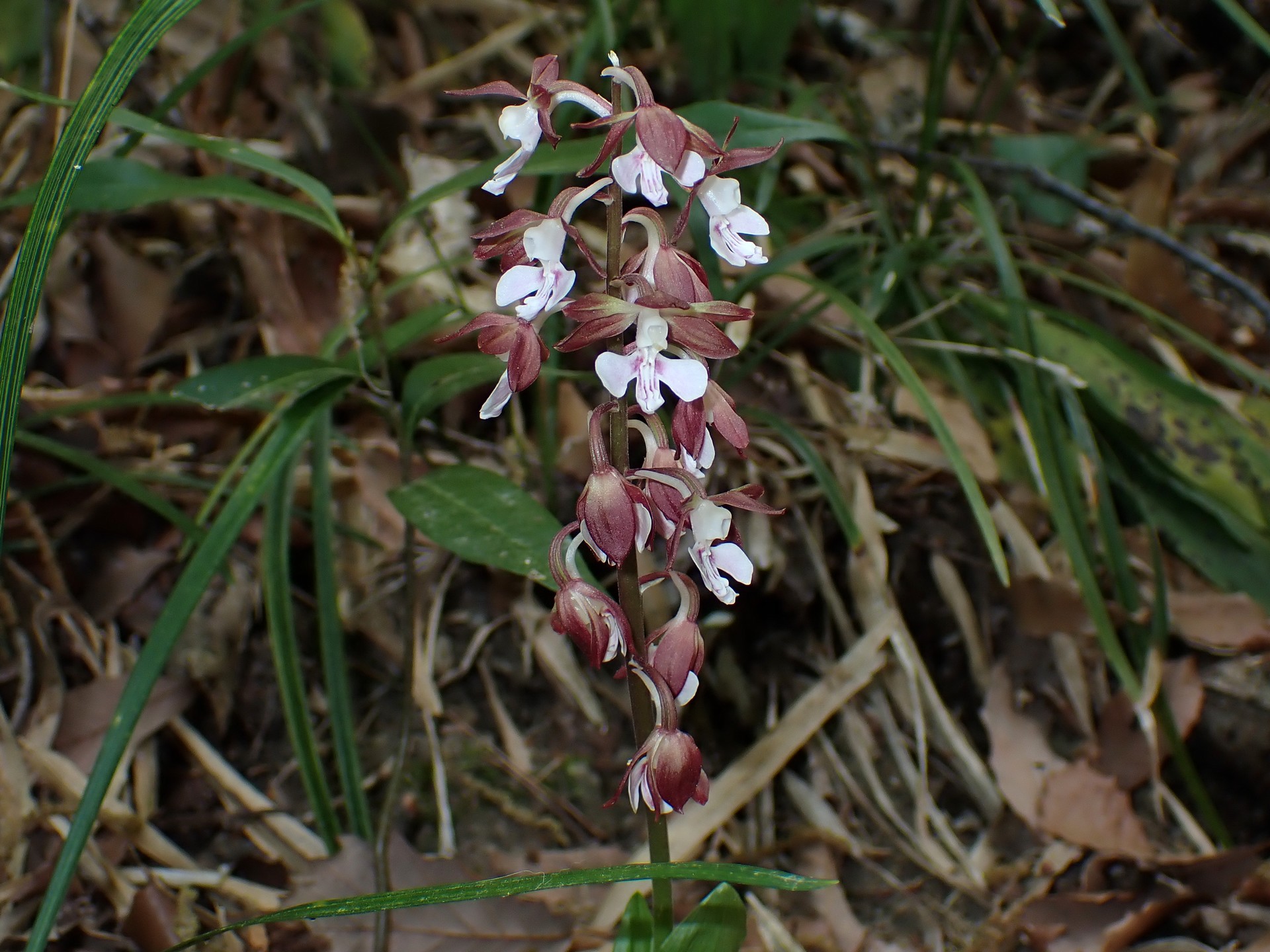 エビネ の高画質写真です。横浜市で、2025年4月21日に撮影したものです。