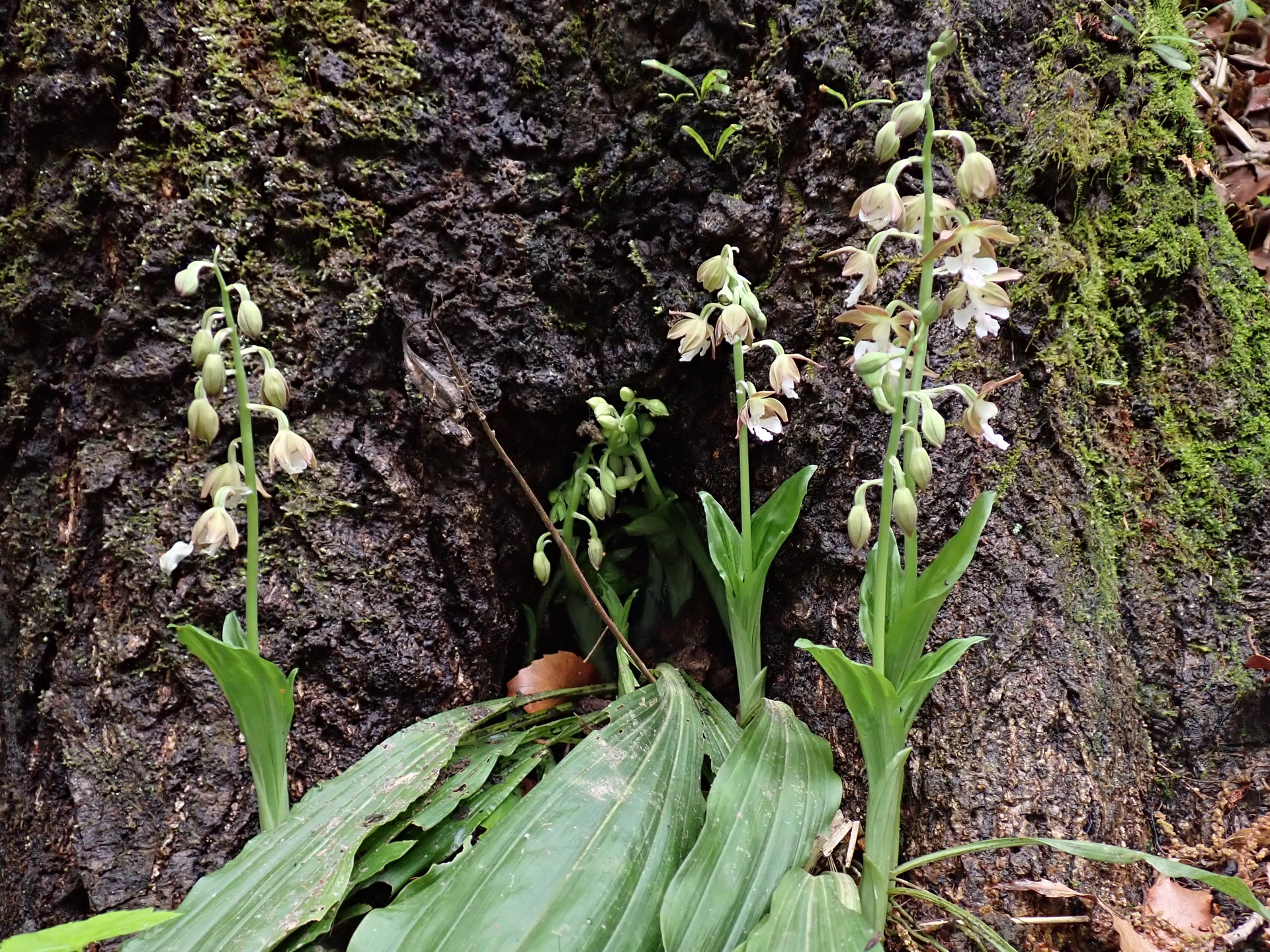 エビネ の高画質写真です。横浜市で、2025年4月24日に撮影したものです。