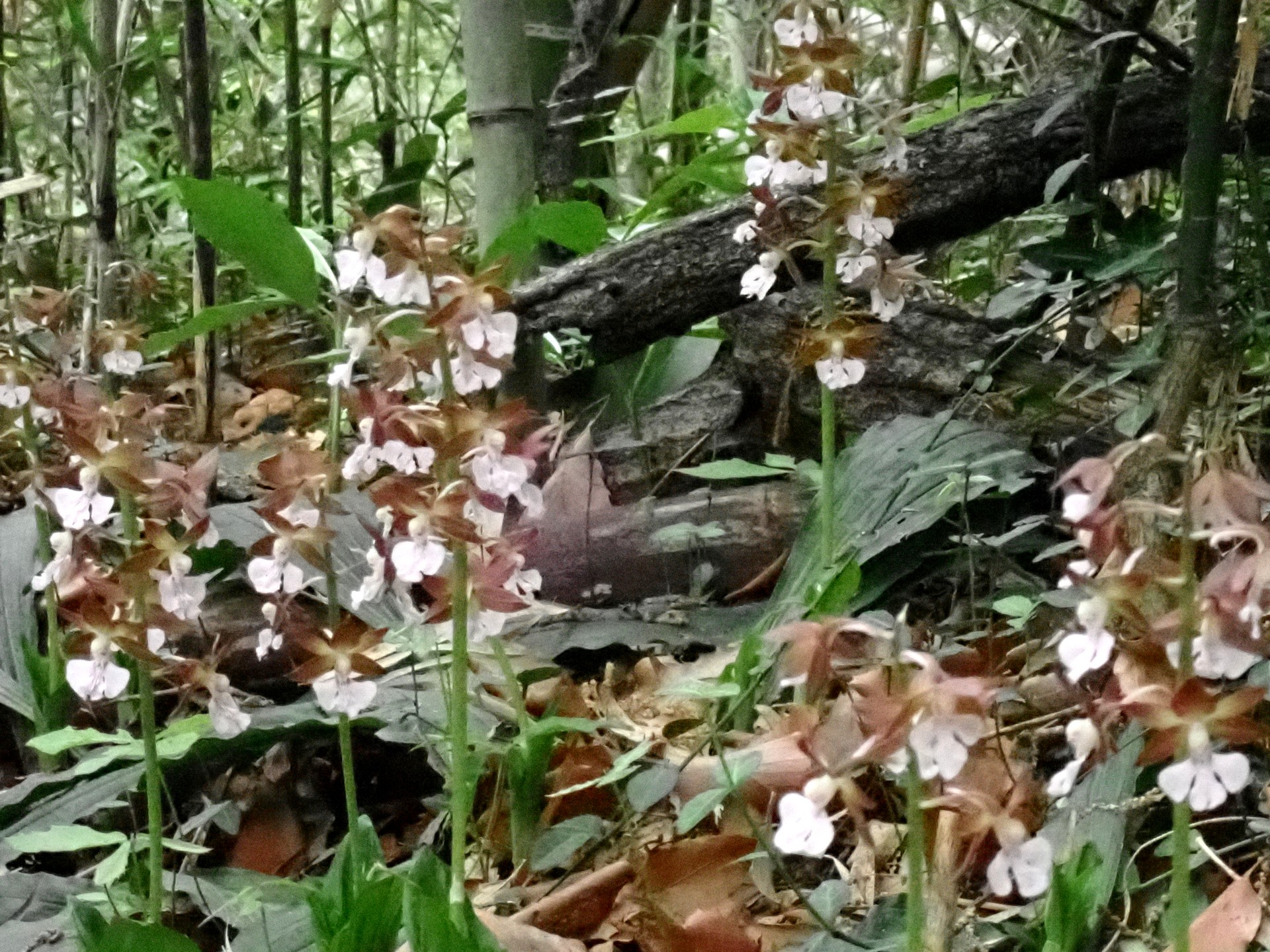 エビネ の高画質写真です。横浜市で、2025年4月28日に撮影したものです。