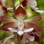 エビネ の高画質写真です。横浜市で、2025年4月21日に撮影したものです。