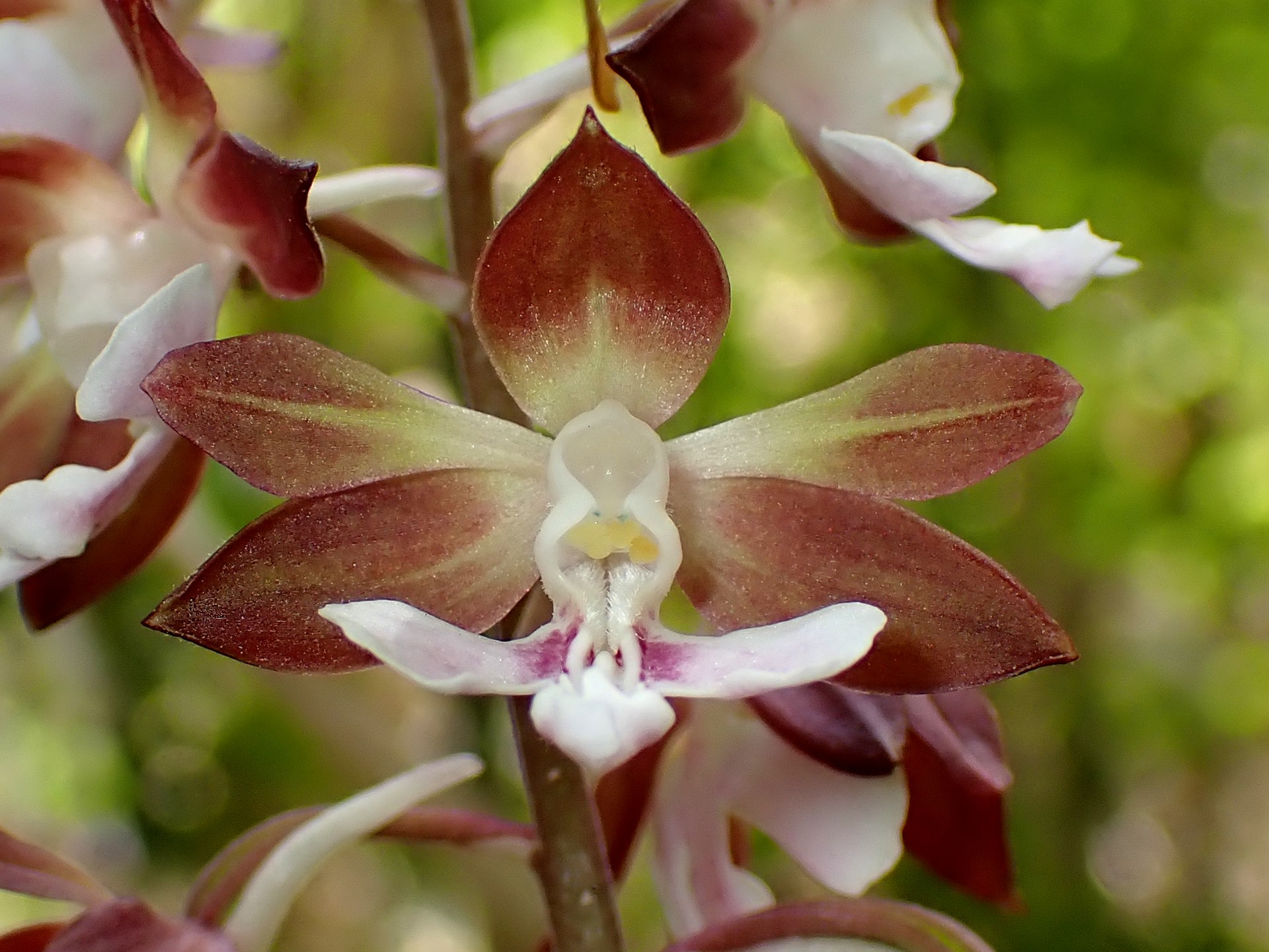 エビネ の高画質写真です。横浜市で、2025年4月21日に撮影したものです。