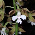 エビネ の高画質写真です。横浜市で、2025年4月24日に撮影したものです。