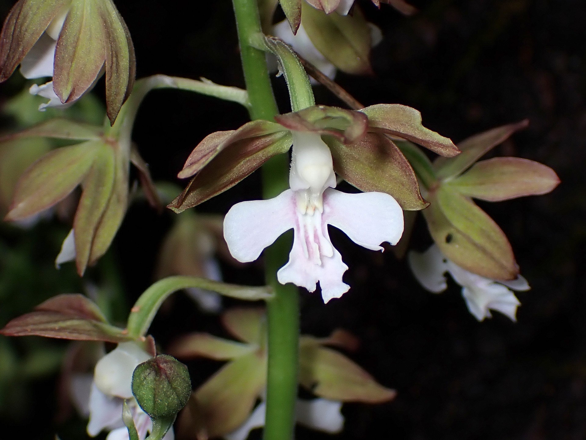 エビネ の高画質写真です。横浜市で、2025年4月24日に撮影したものです。