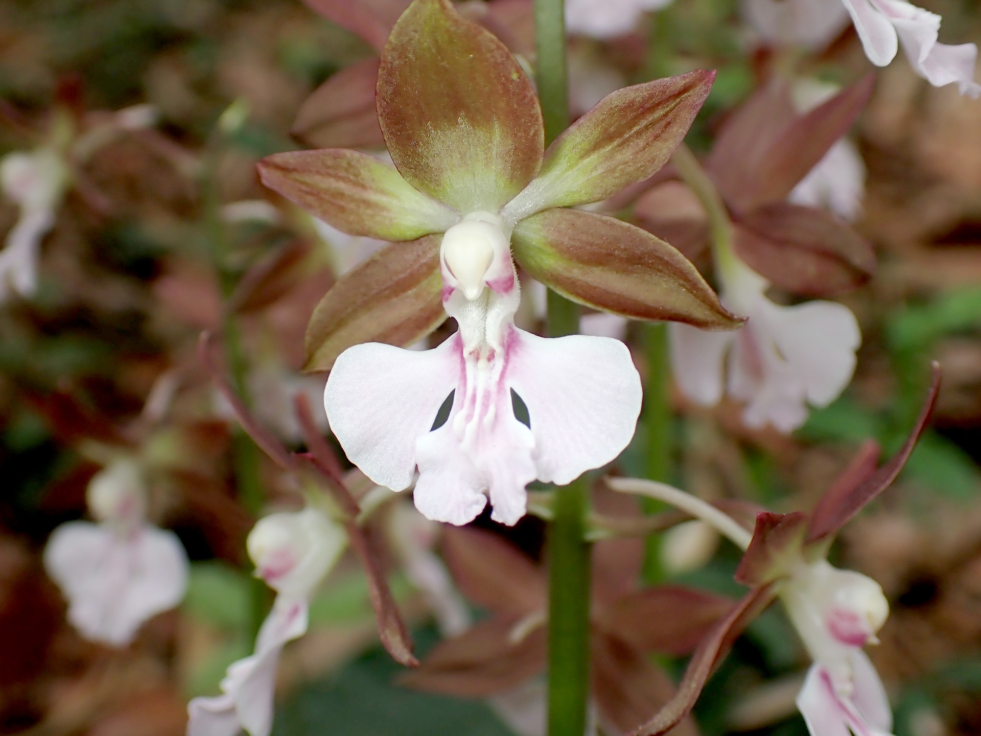 エビネ の高画質写真です。横浜市で、2025年4月28日に撮影したものです。