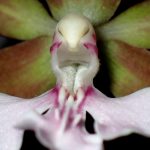 エビネ の高画質写真です。横浜市で、2025年4月28日に撮影したものです。