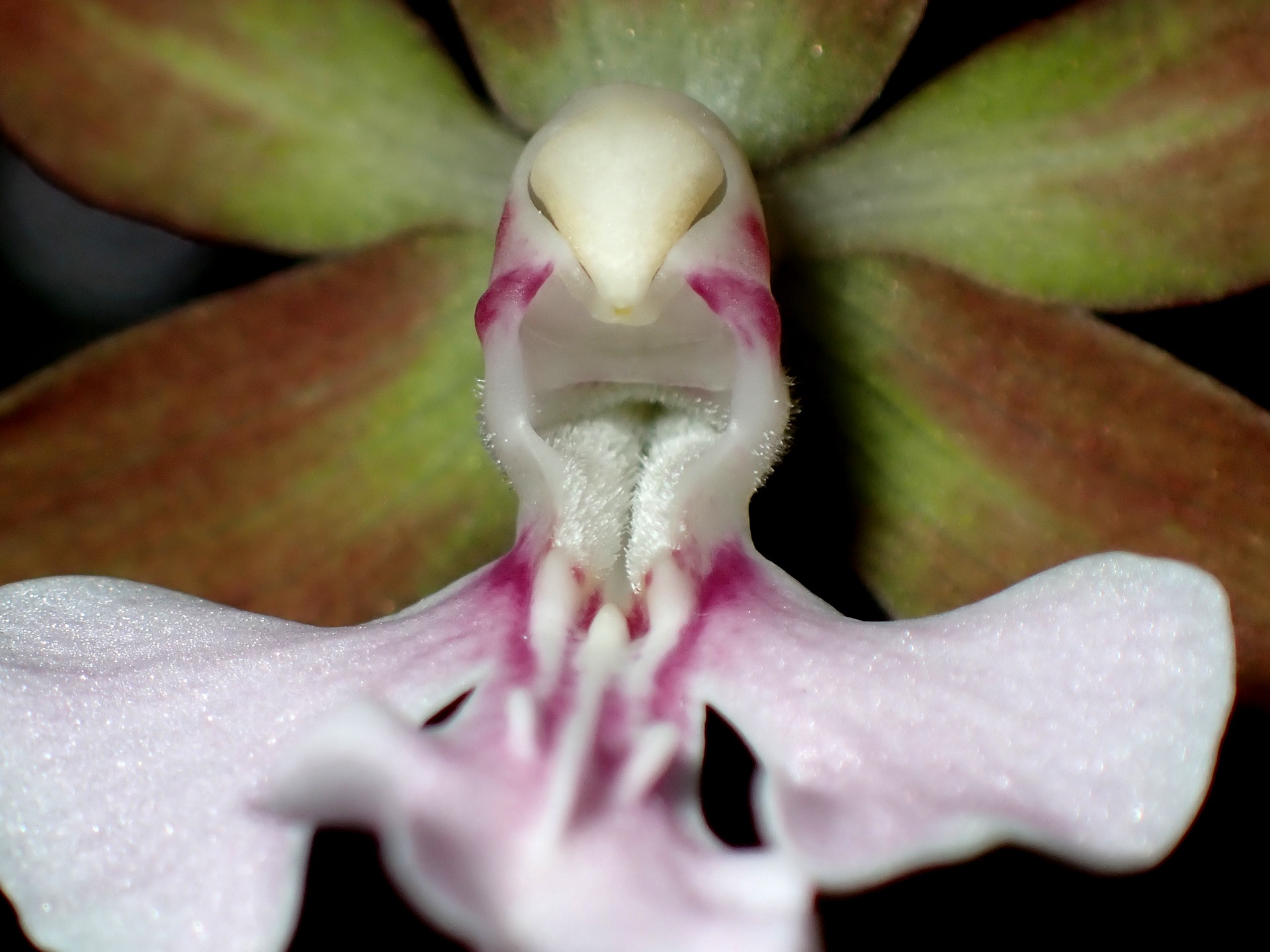 エビネ の高画質写真です。横浜市で、2025年4月28日に撮影したものです。