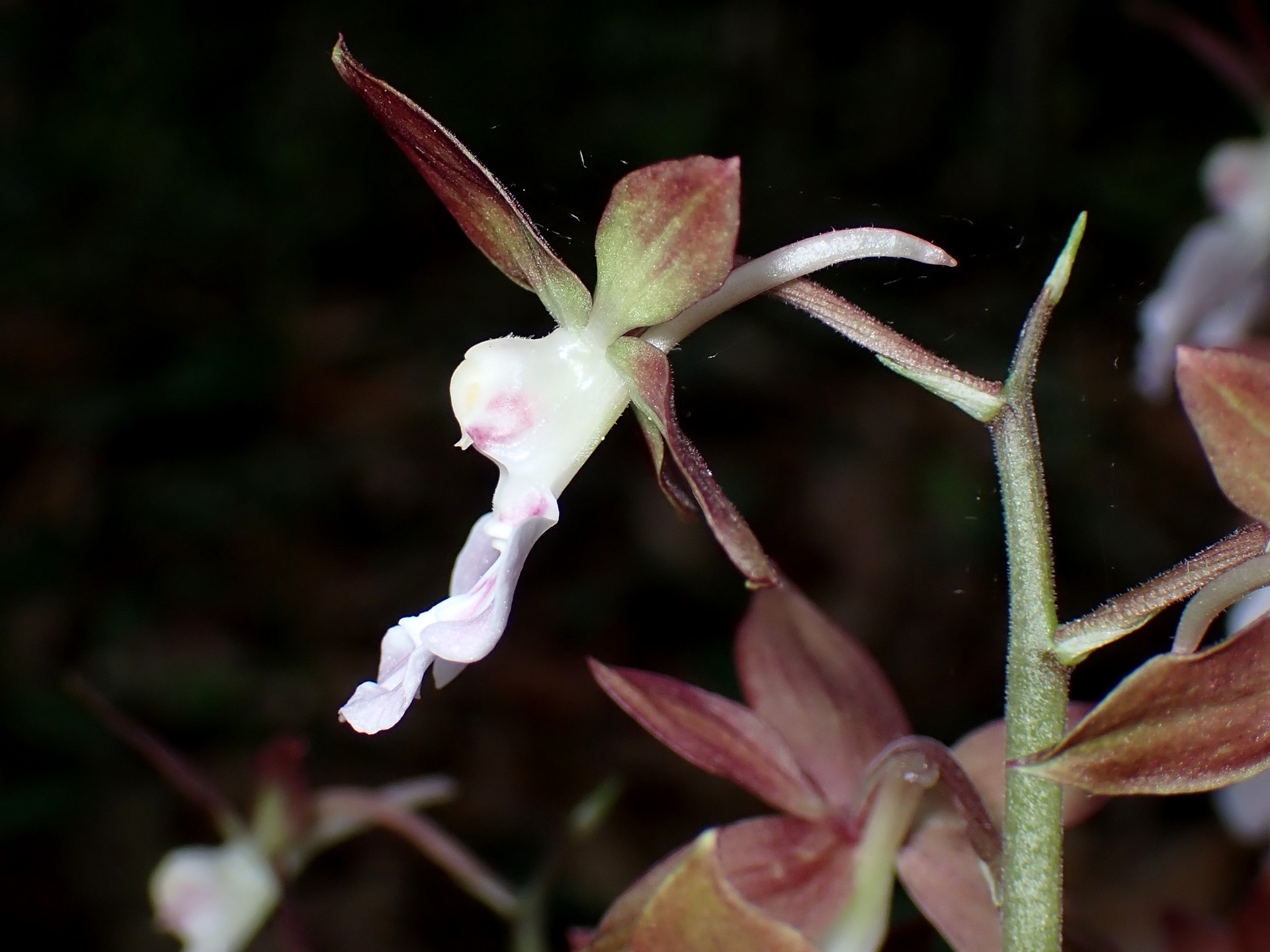 エビネ の高画質写真です。横浜市で、2025年4月28日に撮影したものです。