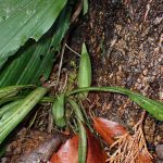 エビネ の写真です。横浜市で、2025年4月3日に撮影したものです。