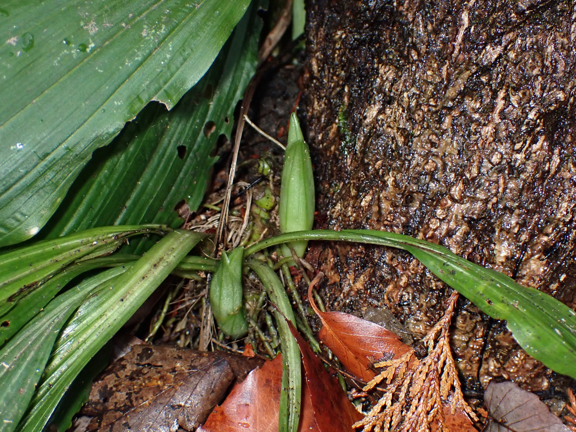エビネ の写真です。横浜市で、2025年4月3日に撮影したものです。