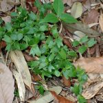 エノキの幼葉 の高画質写真です。横浜市で、2025年4月21日に撮影したものです。