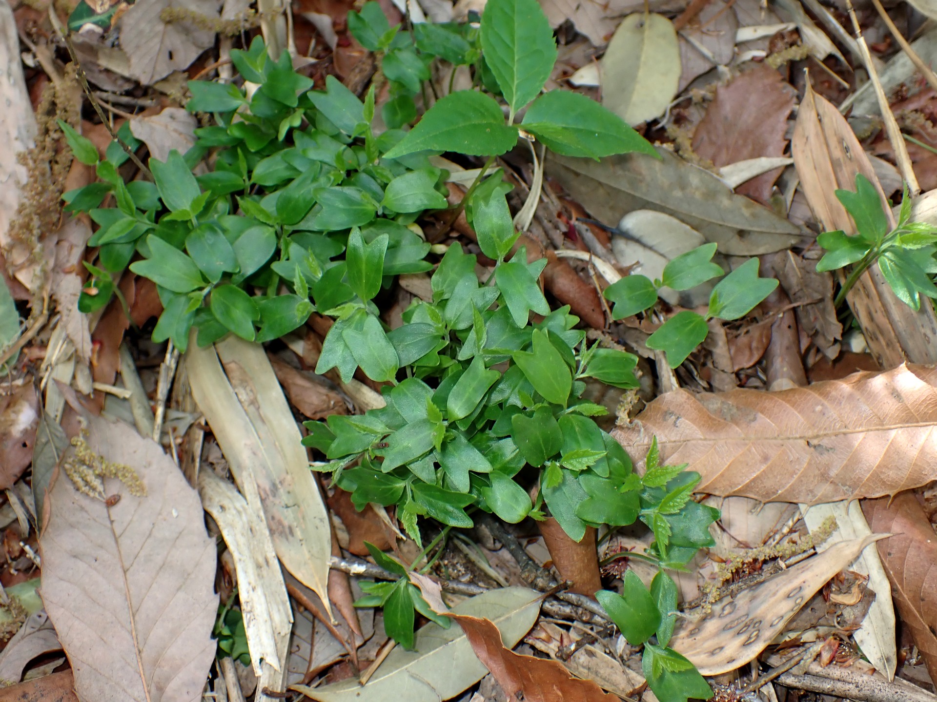エノキの幼葉 の高画質写真です。横浜市で、2025年4月21日に撮影したものです。