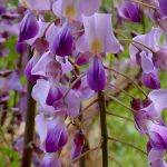 フジ の高画質写真です。横浜市で、2025年4月22日に撮影したものです。