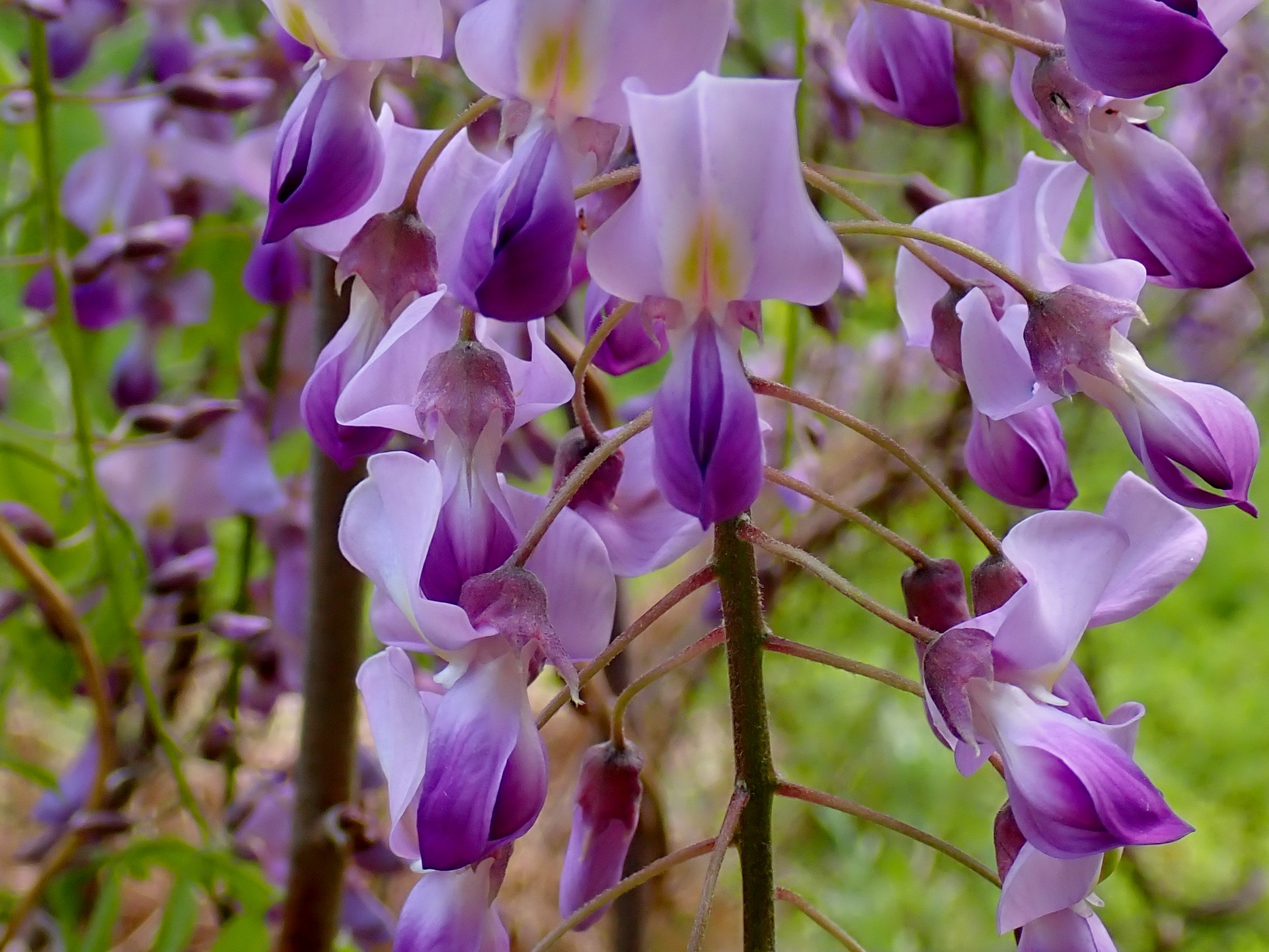 フジ の高画質写真です。横浜市で、2025年4月22日に撮影したものです。