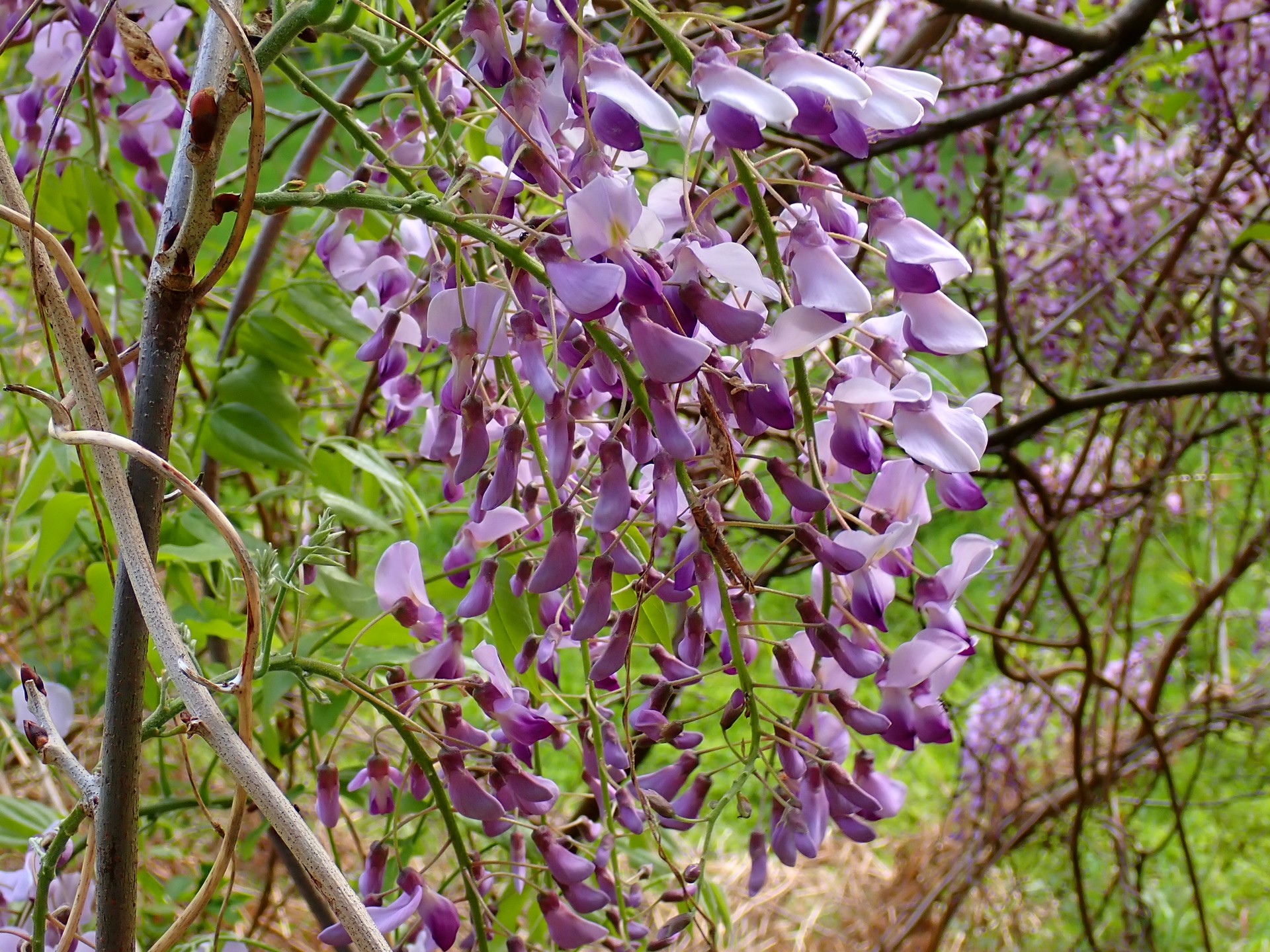 フジ の高画質写真です。横浜市で、2025年4月22日に撮影したものです。