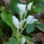 ギンラン の高画質写真です。横浜市で、2025年4月30日に撮影したものです。