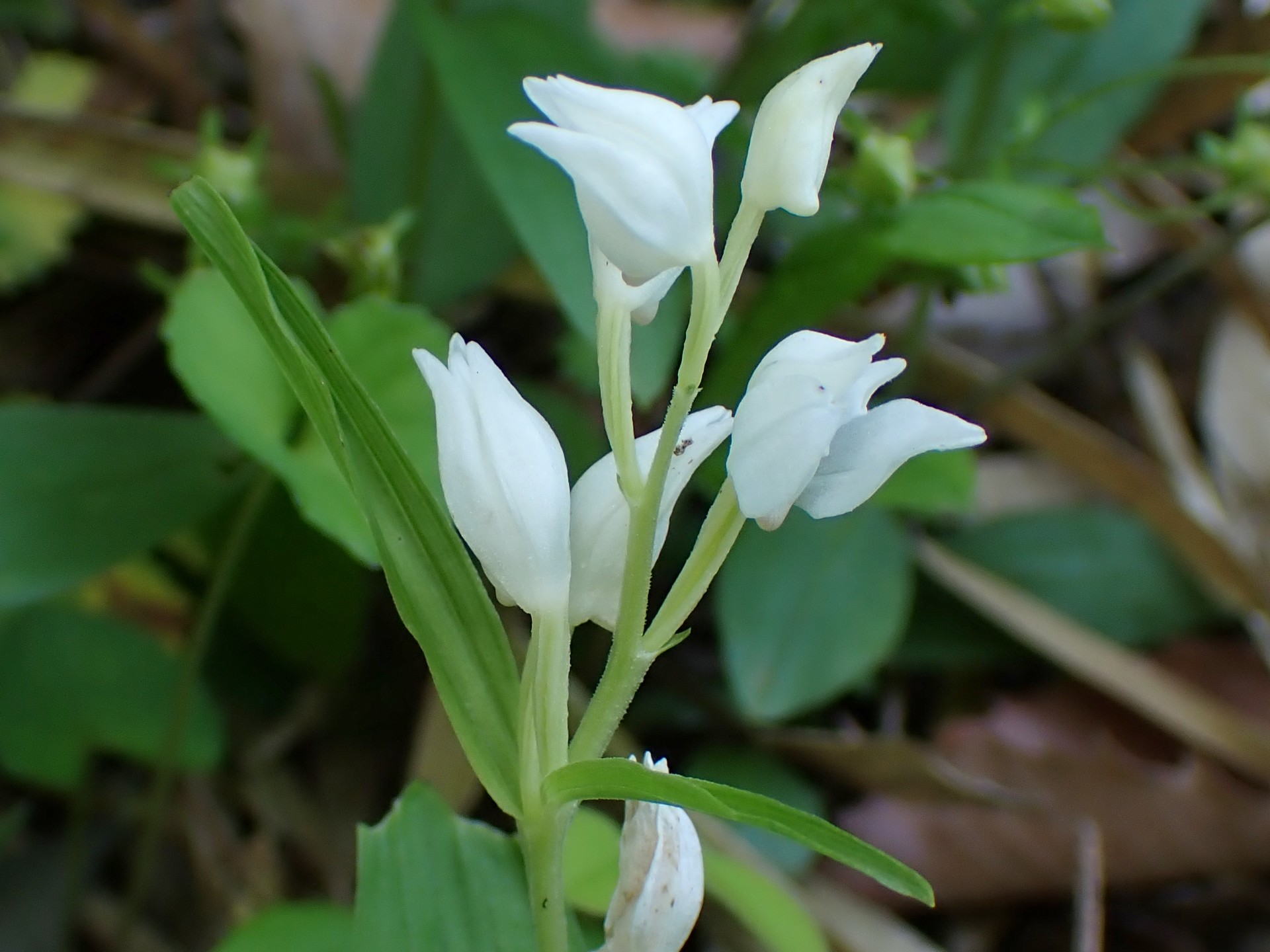 ギンラン の高画質写真です。横浜市で、2025年4月30日に撮影したものです。