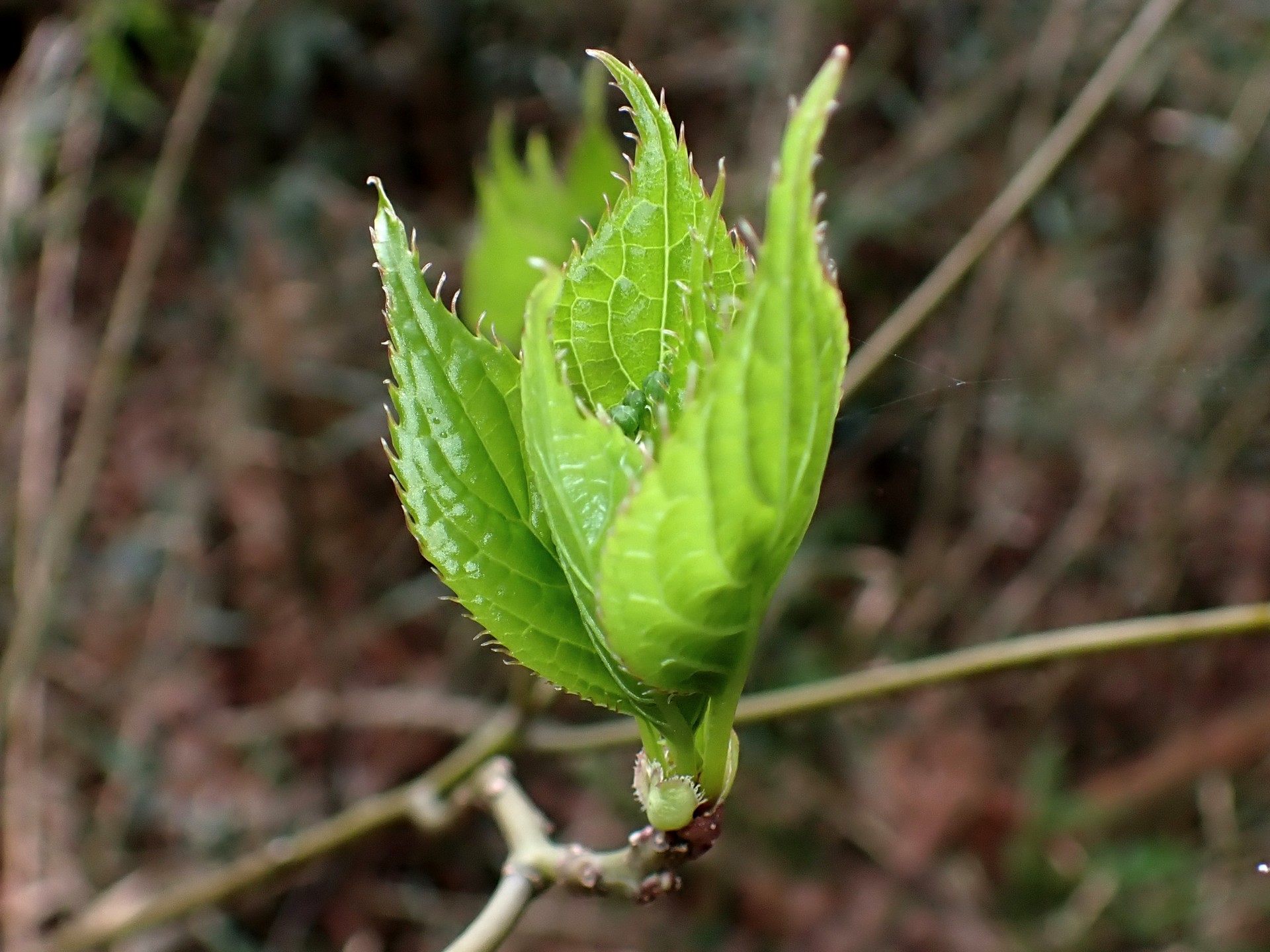 ハナイカダ の写真です。横浜市で、2025年4月4日に撮影したものです。