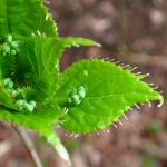 ハナイカダ の写真です。横浜市で、2025年4月4日に撮影したものです。