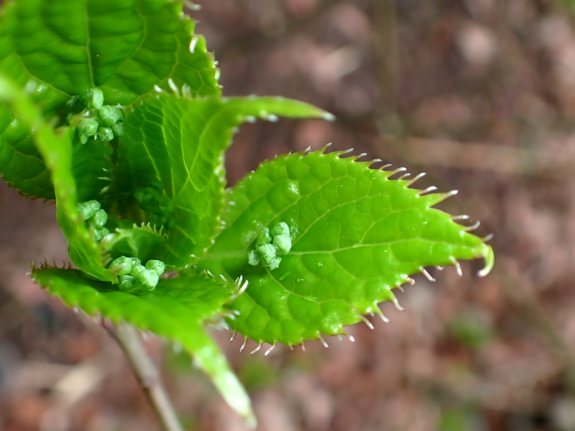 ハナイカダ の写真です。横浜市で、2025年4月4日に撮影したものです。