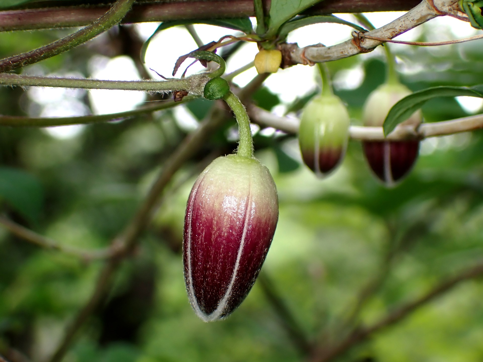 ハンショウヅル の高画質写真です。横浜市で、2025年4月28日に撮影したものです。