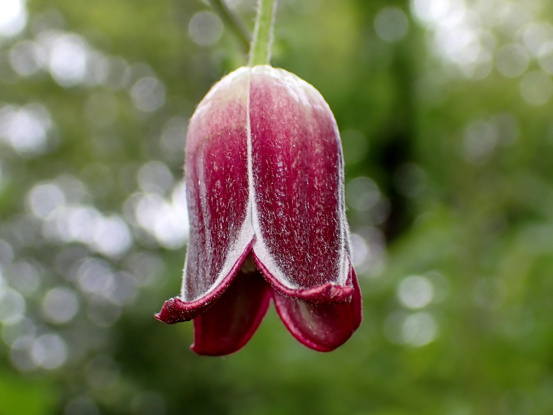 ハンショウヅル の高画質写真です。横浜市で、2025年4月28日に撮影したものです。