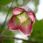 ハンショウヅル の高画質写真です。横浜市で、2025年4月28日に撮影したものです。