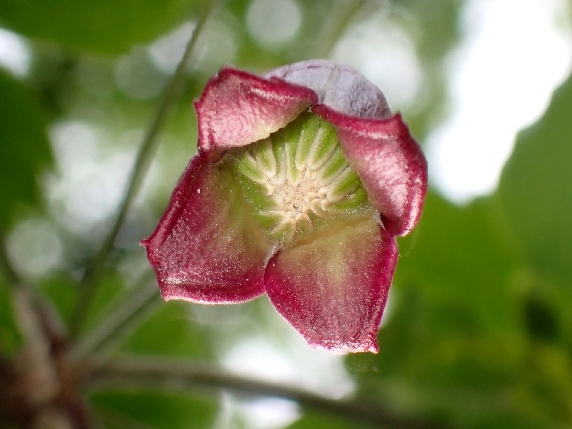 ハンショウヅル の高画質写真です。横浜市で、2025年4月28日に撮影したものです。