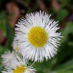 ハルジオン の高画質写真です。横浜市で、2025年4月5日に撮影したものです。