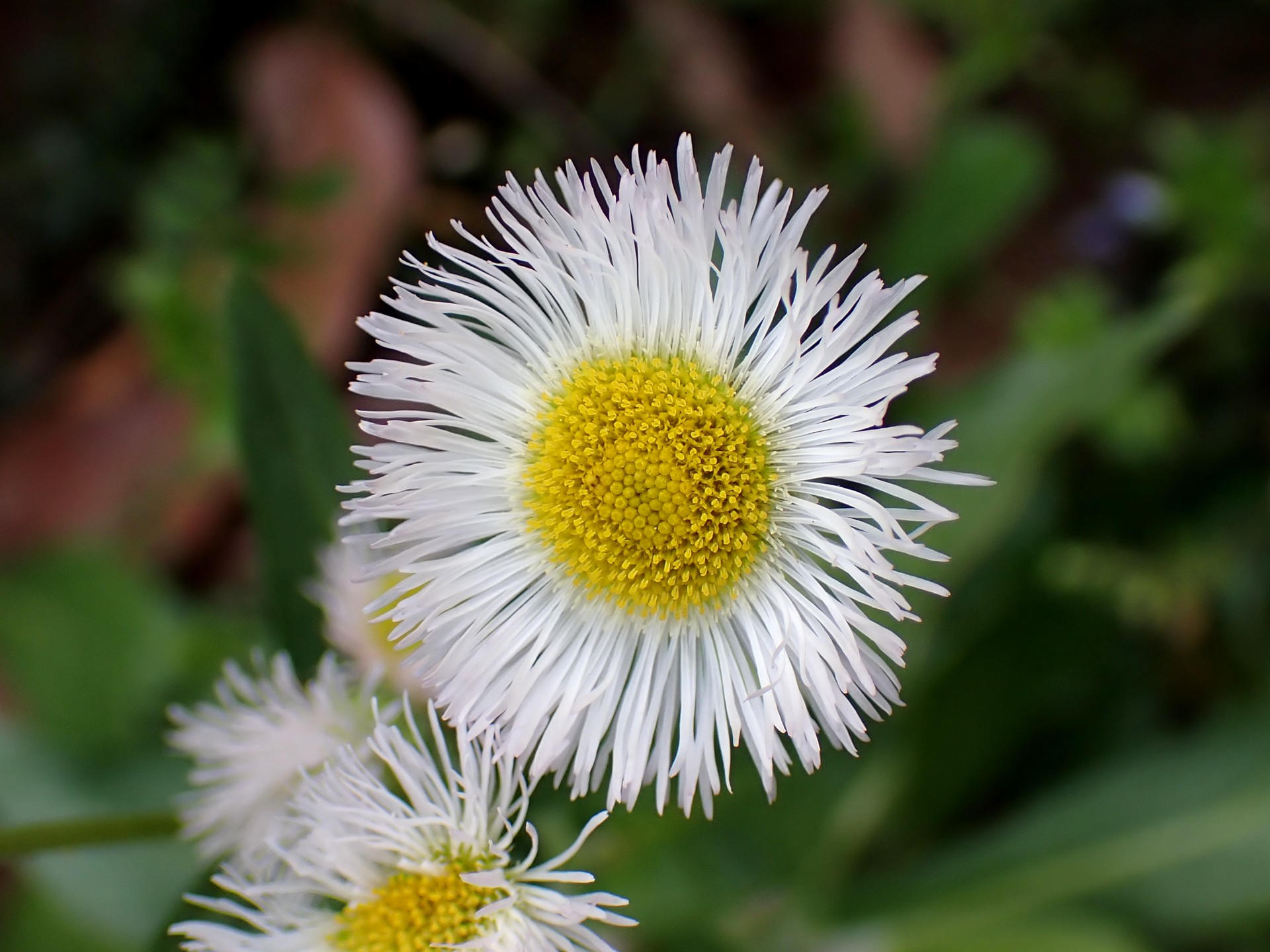 ハルジオン の高画質写真です。横浜市で、2025年4月5日に撮影したものです。