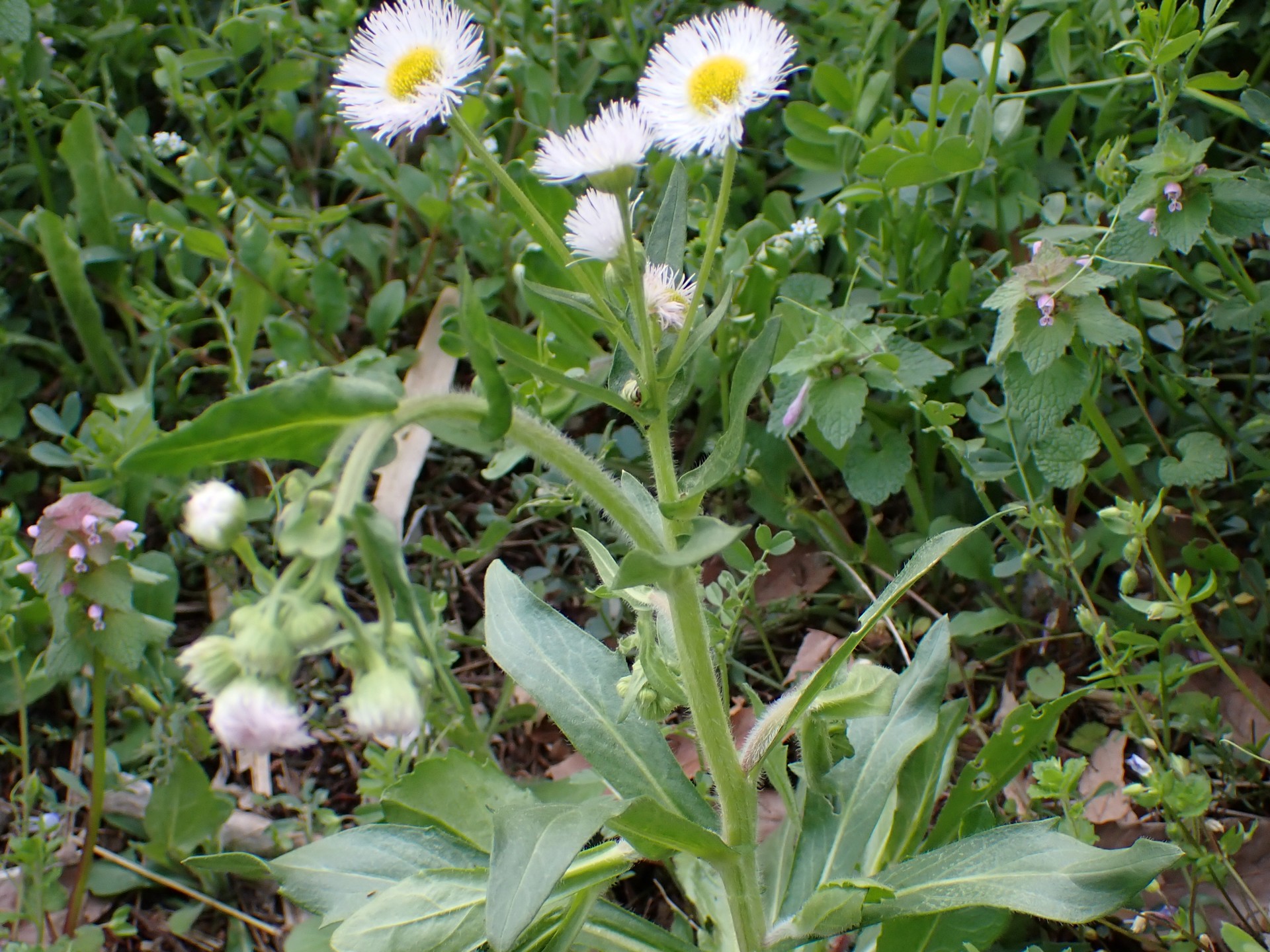 ハルジオン の高画質写真です。横浜市で、2025年4月5日に撮影したものです。