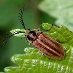 ヒゲナガハナノミ の高画質写真です。横浜市で、2025年4月25日に撮影したものです。