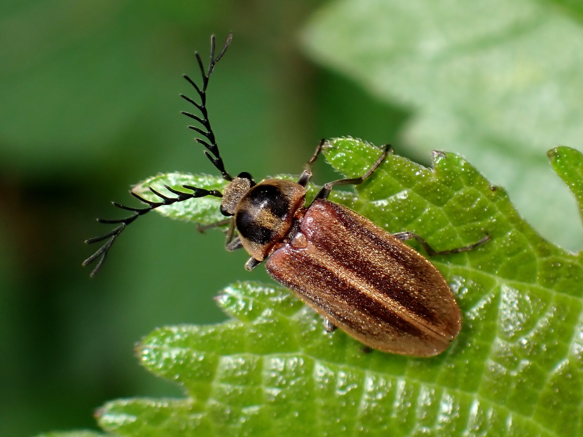 ヒゲナガハナノミ の高画質写真です。横浜市で、2025年4月25日に撮影したものです。