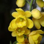 ヒイラギナンテン の写真です。横浜市で、2025年4月4日に撮影したものです。