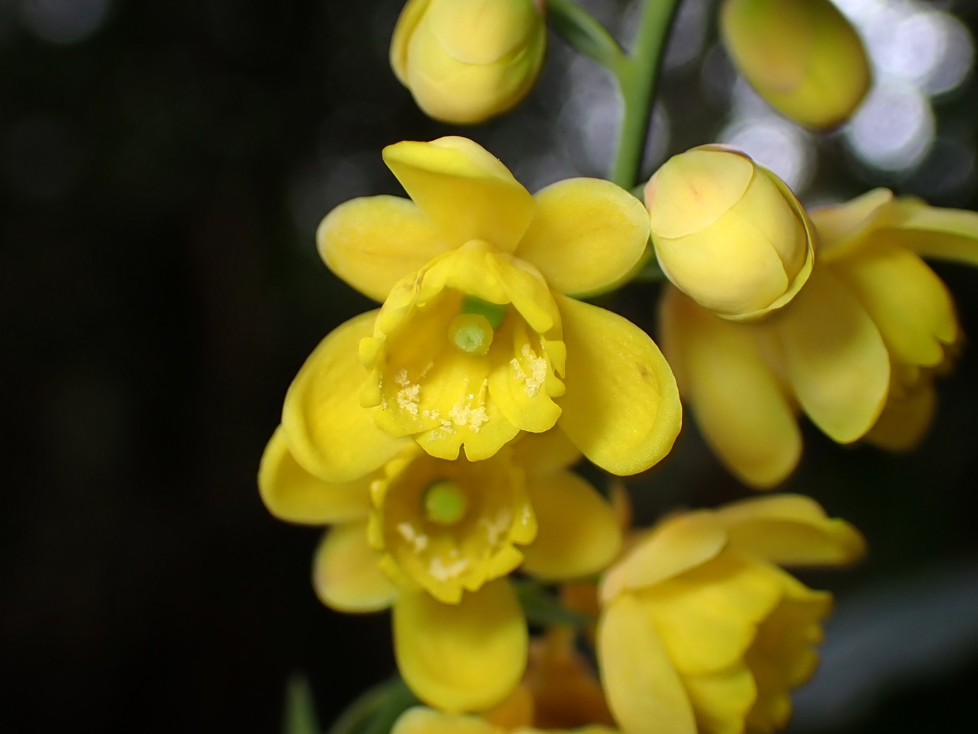 ヒイラギナンテン の写真です。横浜市で、2025年4月4日に撮影したものです。