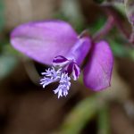 ヒメハギ の高画質写真です。横浜市で、2025年4月18日に撮影したものです。