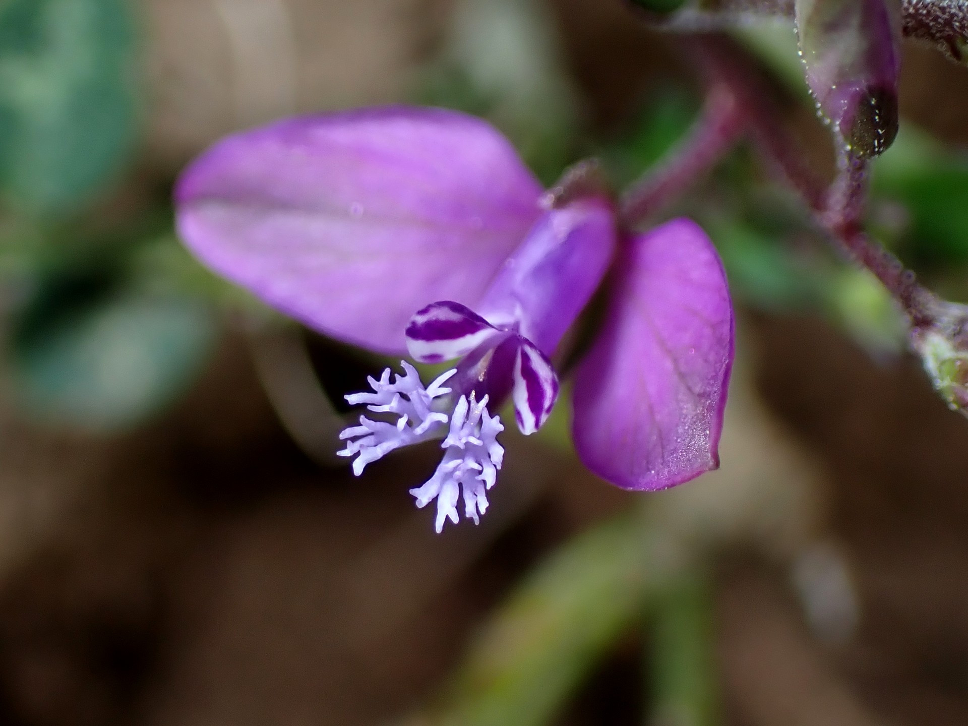 ヒメハギ の高画質写真です。横浜市で、2025年4月18日に撮影したものです。