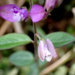 ヒメハギ の高画質写真です。横浜市で、2025年4月25日に撮影したものです。