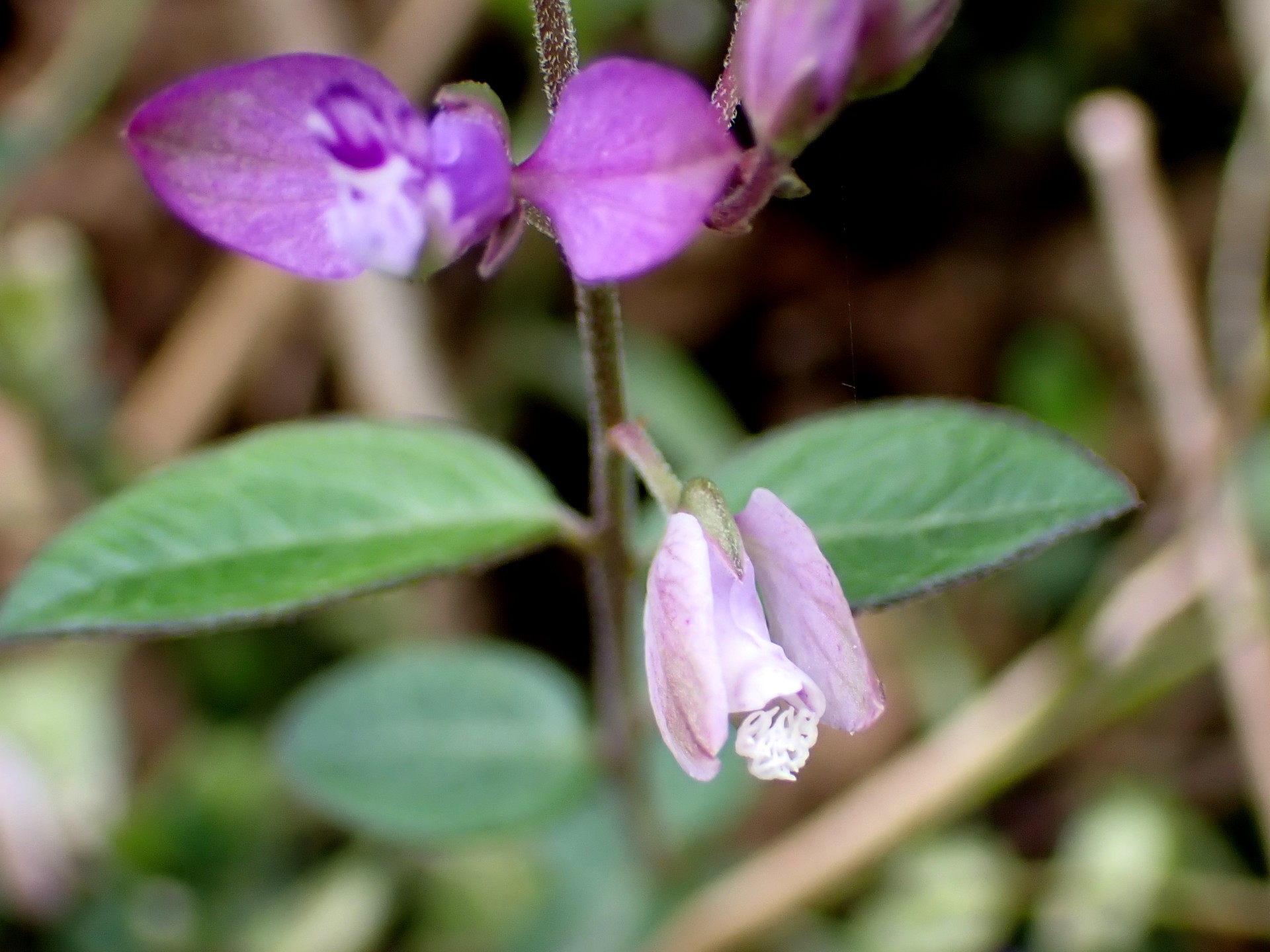 ヒメハギ の高画質写真です。横浜市で、2025年4月25日に撮影したものです。