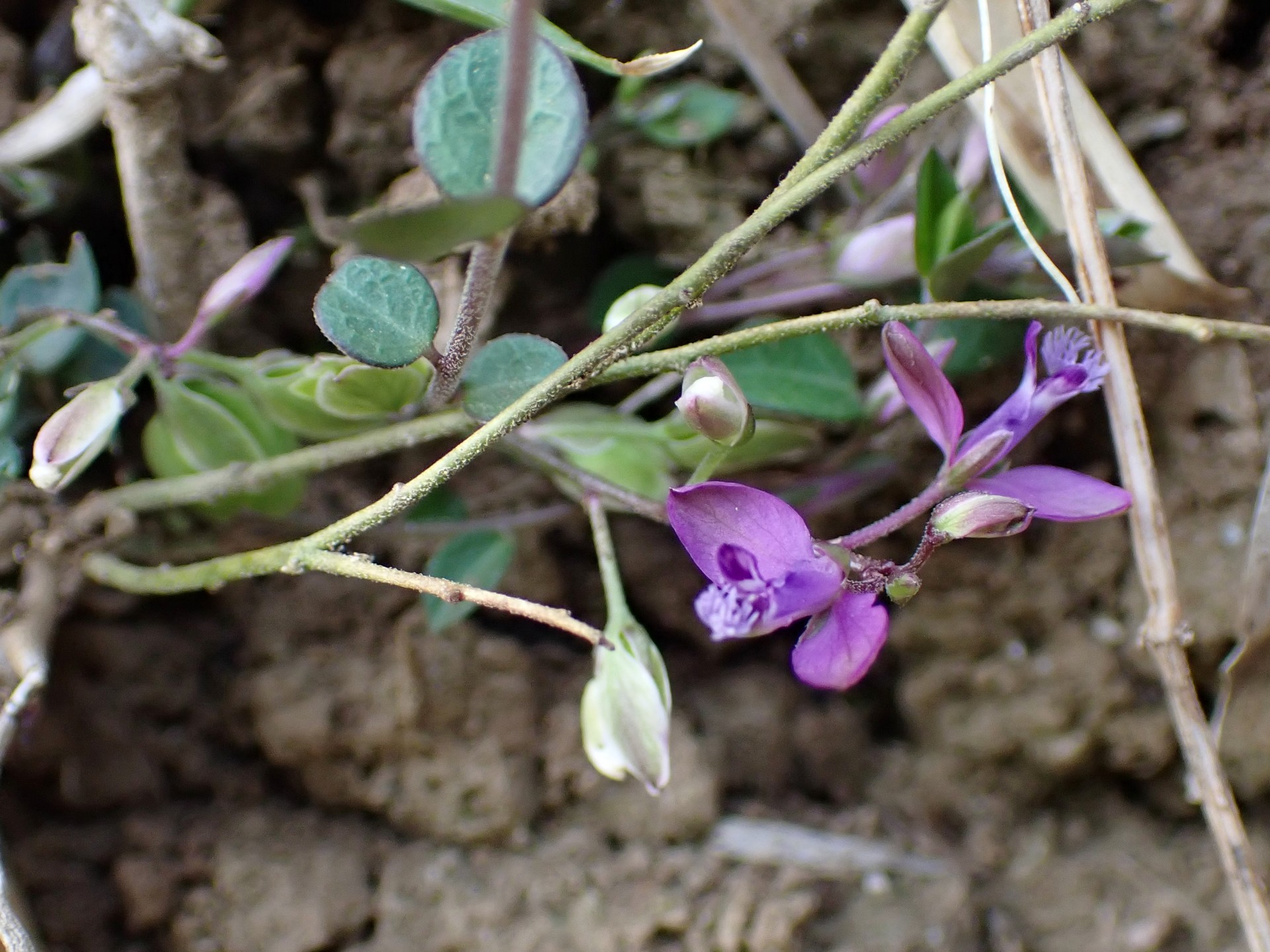 ヒメハギ の高画質写真です。横浜市で、2025年4月18日に撮影したものです。
