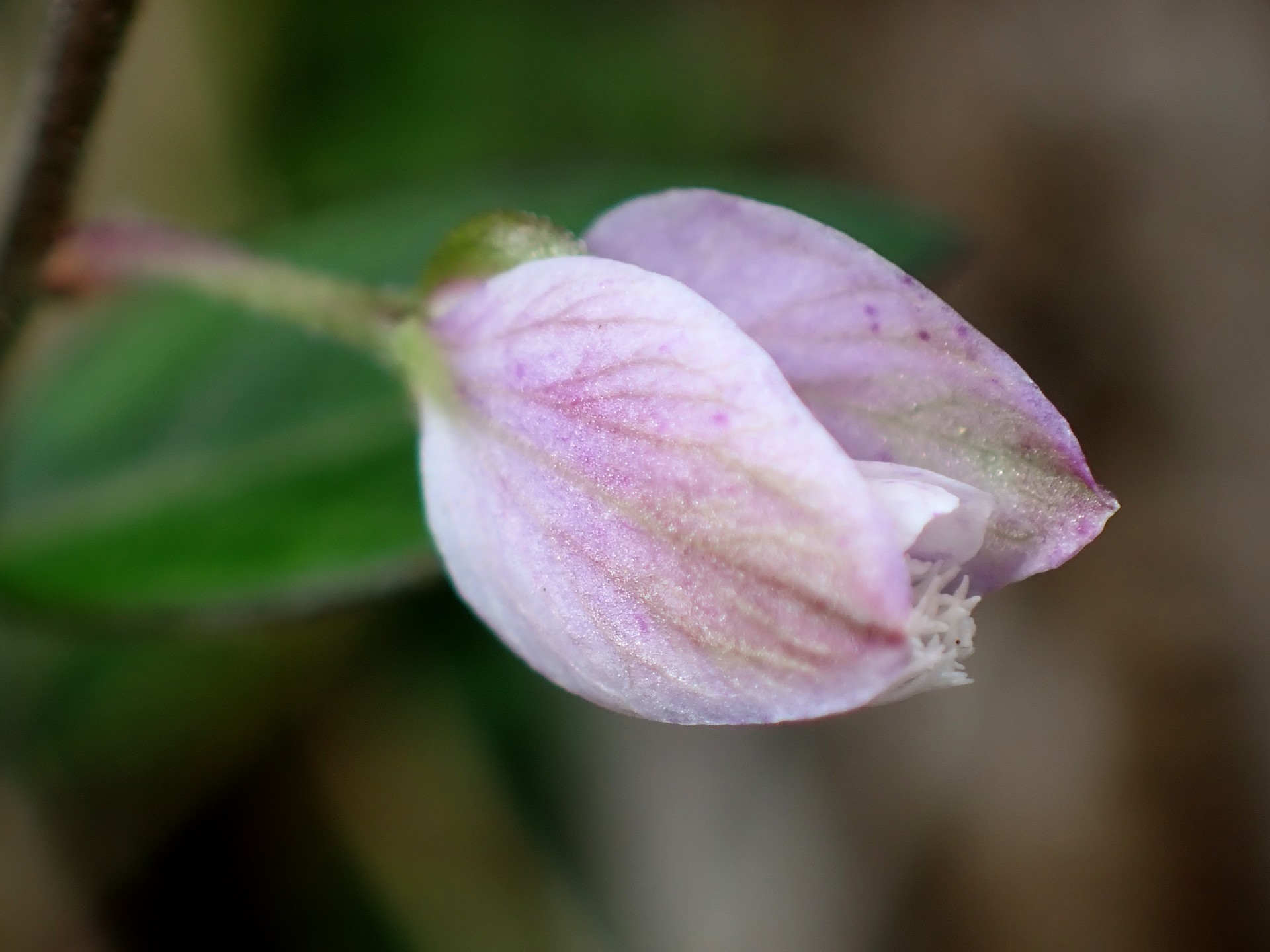 ヒメハギ の高画質写真です。横浜市で、2025年4月25日に撮影したものです。