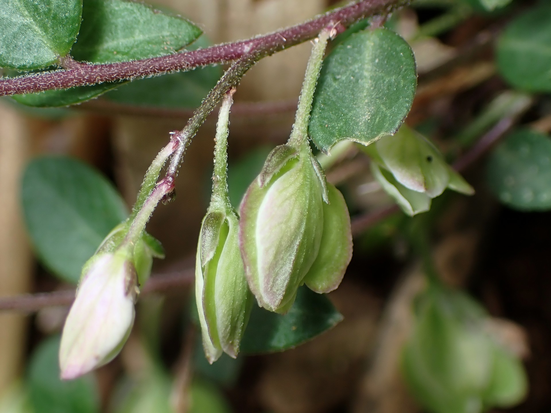 ヒメハギ の高画質写真です。横浜市で、2025年4月25日に撮影したものです。