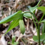 ホウチャクソウ の高画質写真です。横浜市で、2025年4月8日に撮影したものです。