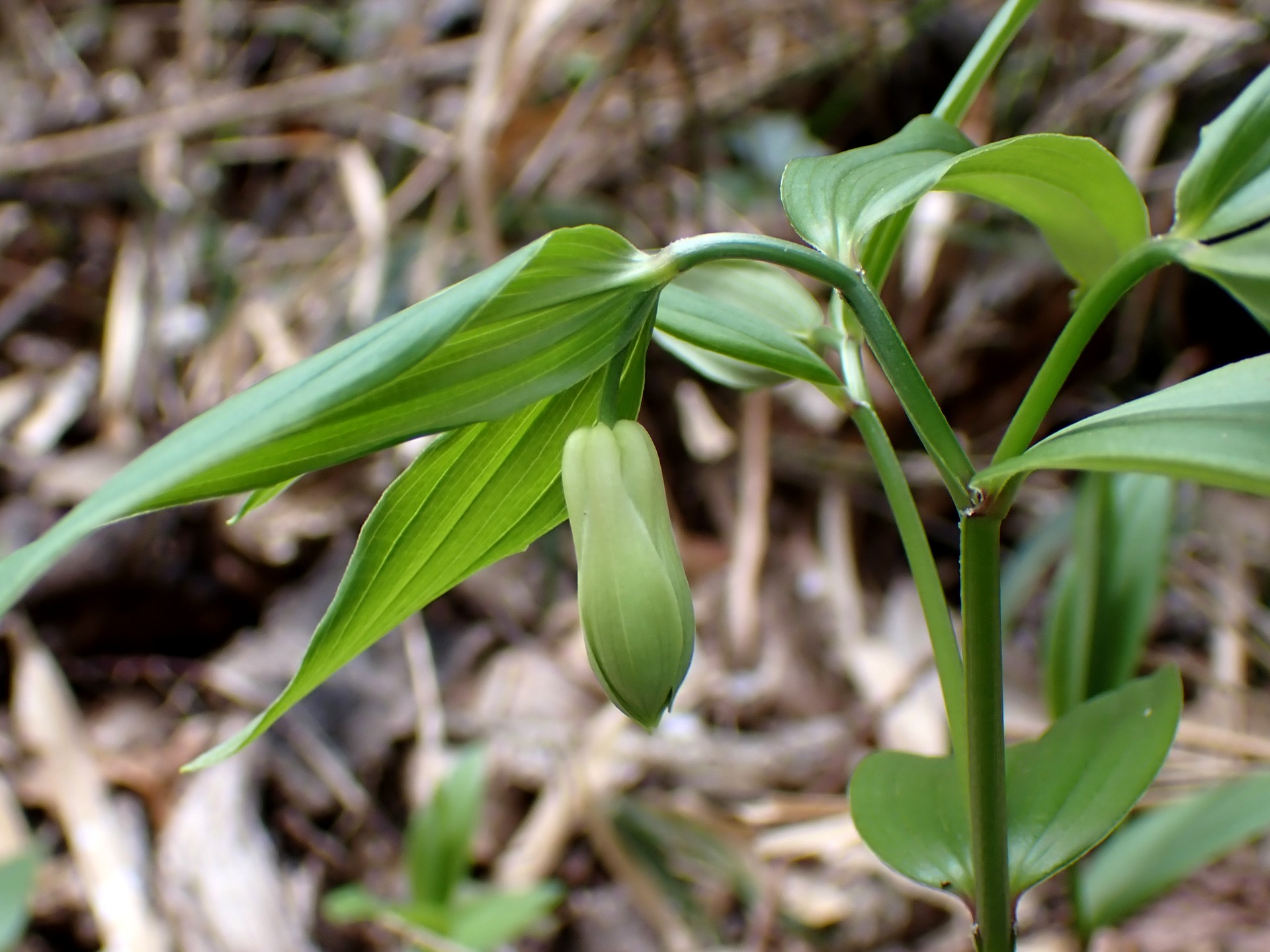 ホウチャクソウ の高画質写真です。横浜市で、2025年4月8日に撮影したものです。