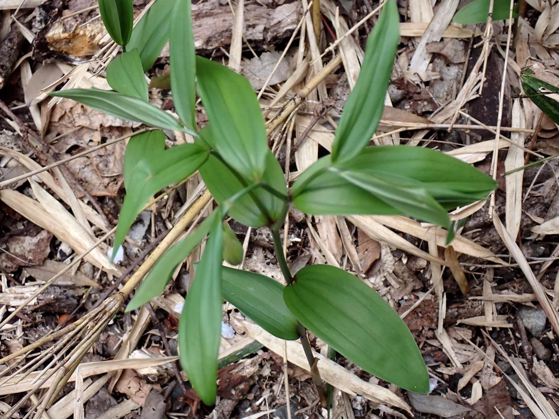 ホウチャクソウ の高画質写真です。横浜市で、2025年4月8日に撮影したものです。