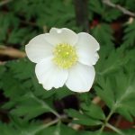 イチリンソウ の高画質写真です。横浜市で、2025年4月12日に撮影したものです。