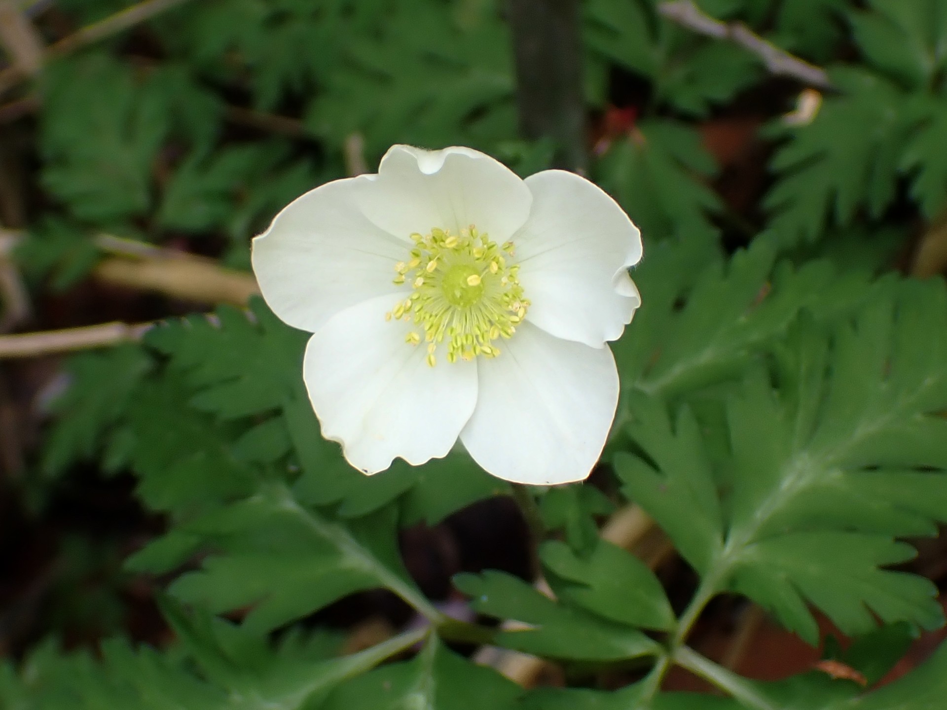 イチリンソウ の高画質写真です。横浜市で、2025年4月12日に撮影したものです。