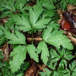 イチリンソウ の写真です。横浜市で、2025年4月3日に撮影したものです。